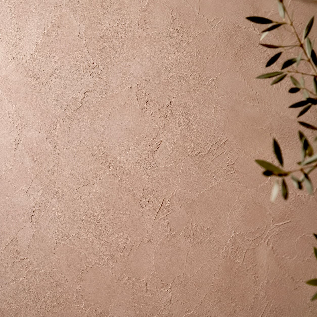 Roman Clay — a warm plaster wall with olive branch shadows